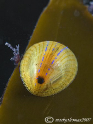 Blue-rayed Limpet.
Farne Islands, Oct 07.
60mm. by Mark Thomas 